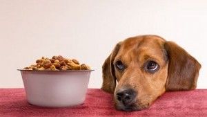 alimentar-a-miperro
